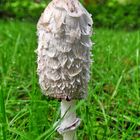 Tropfender Schopftintling (Coprinus comatus)