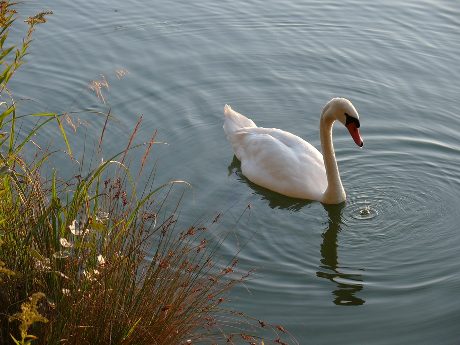 Tropfender Schwan