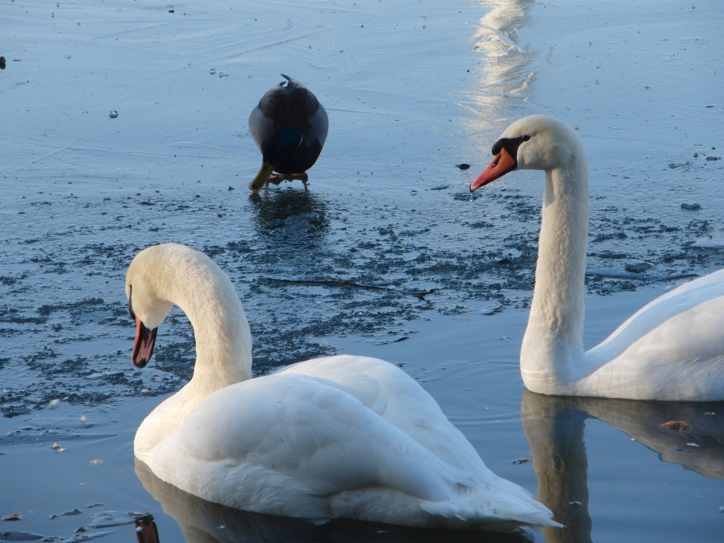 tropfender schwan