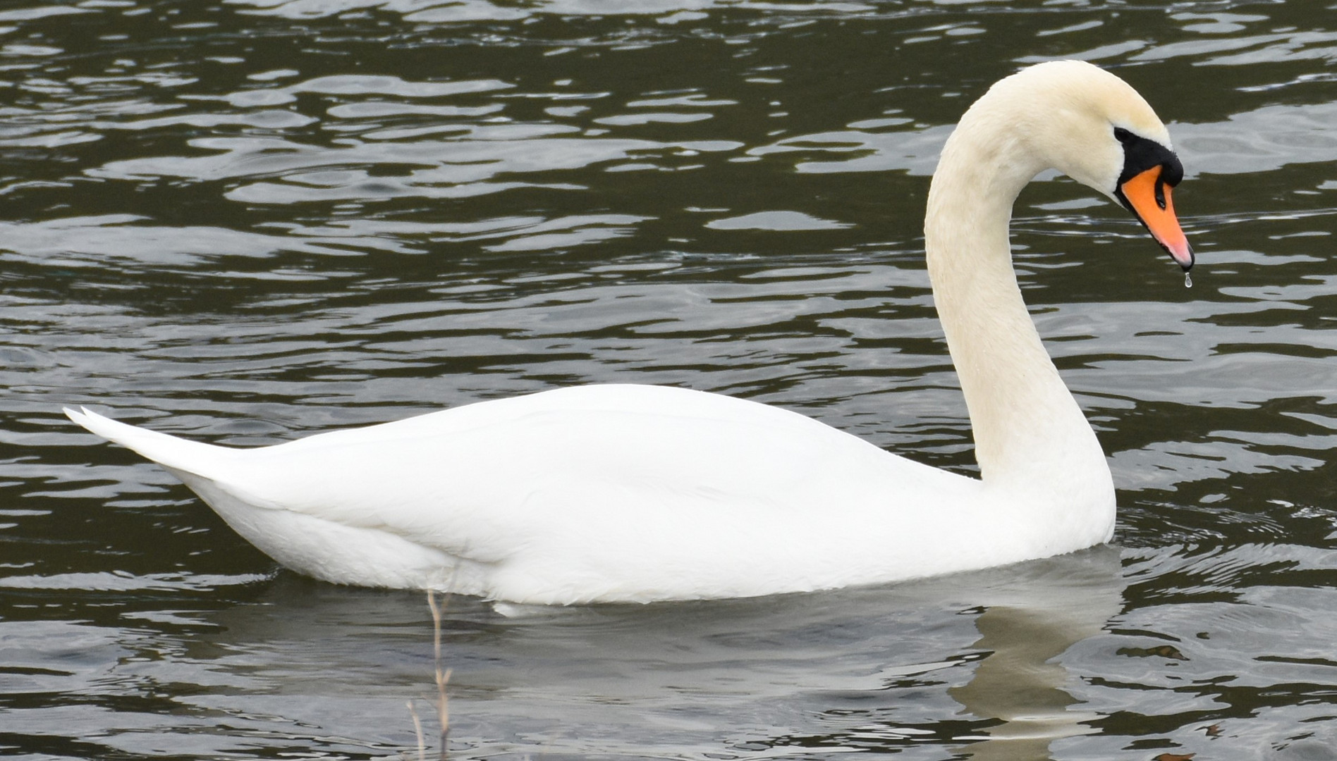 tropfender Schwan