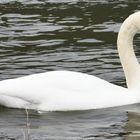 tropfender Schwan