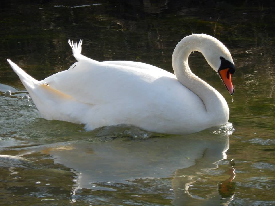 Tropfender Schwan