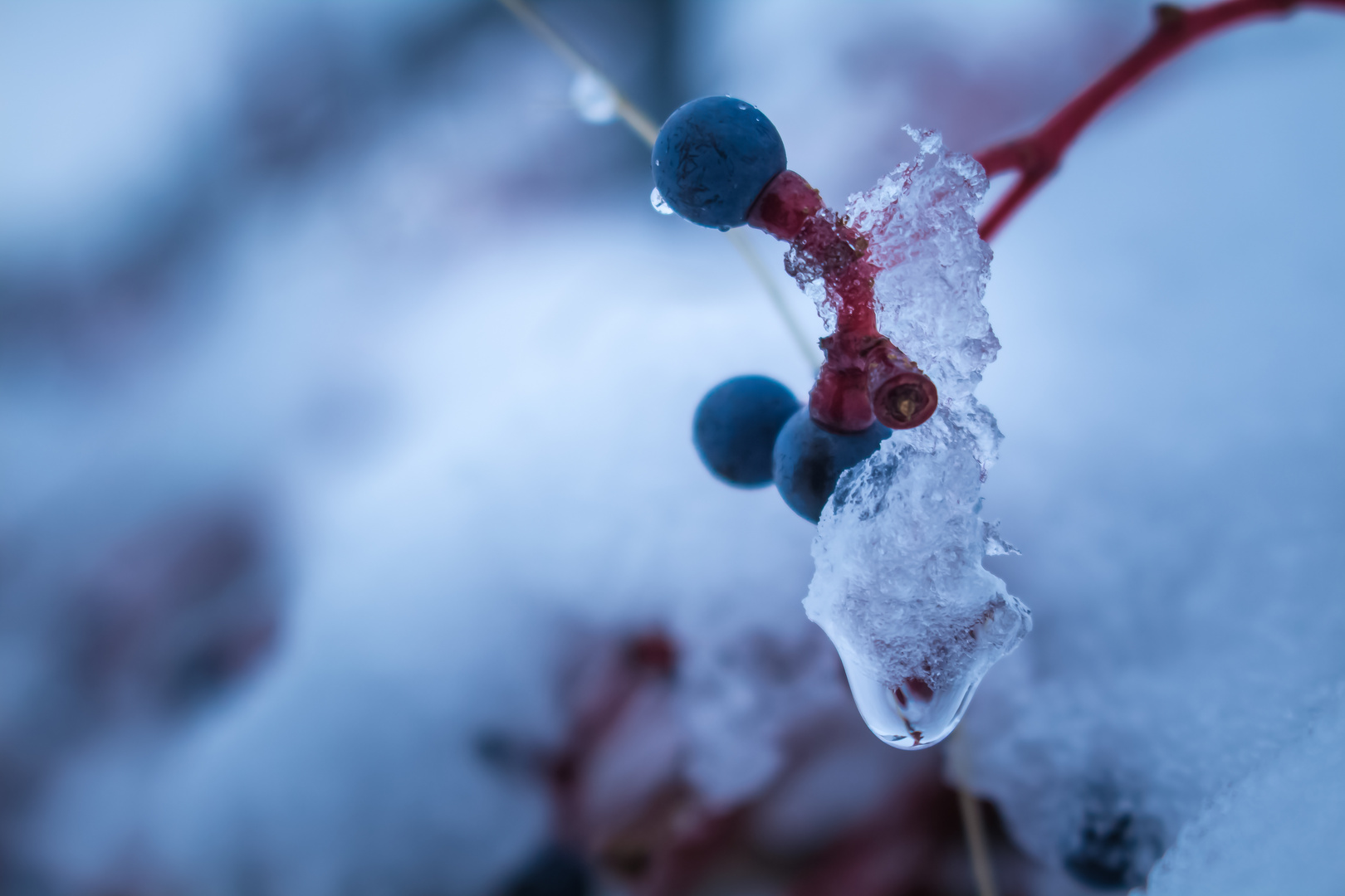 Tropfendes Eis von Beere