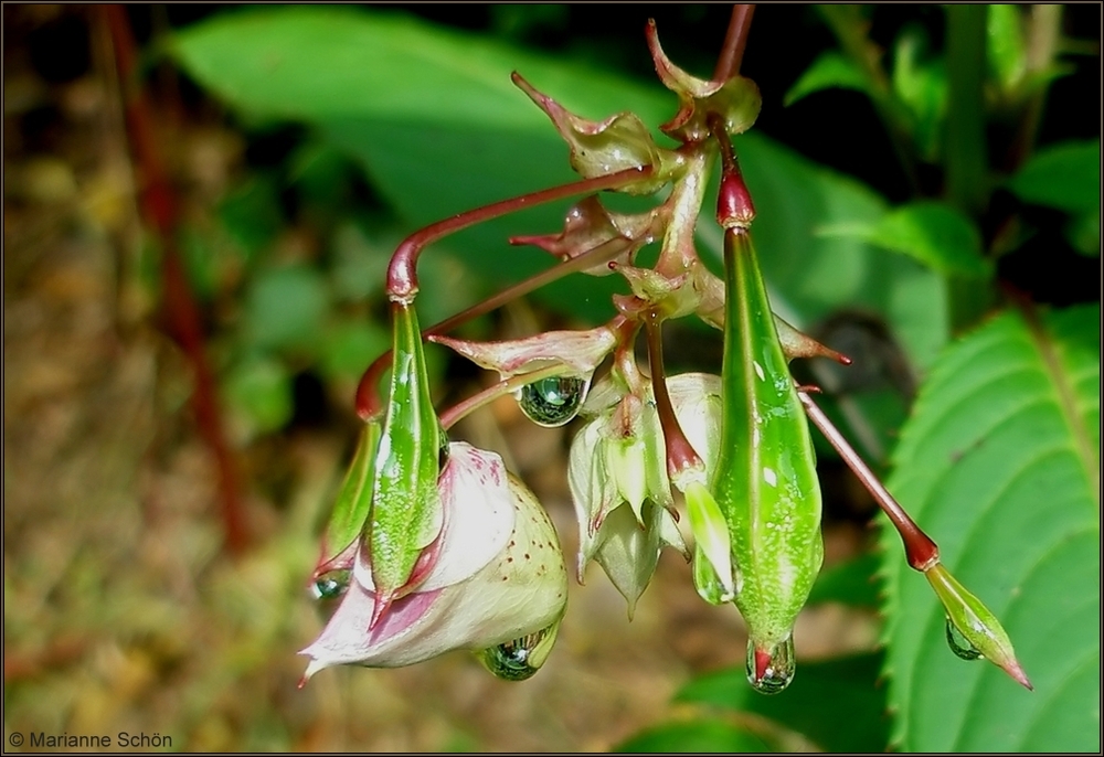 Tropfendes Springkraut...