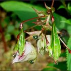 Tropfendes Springkraut...