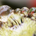 Tropfenfänger Mohn