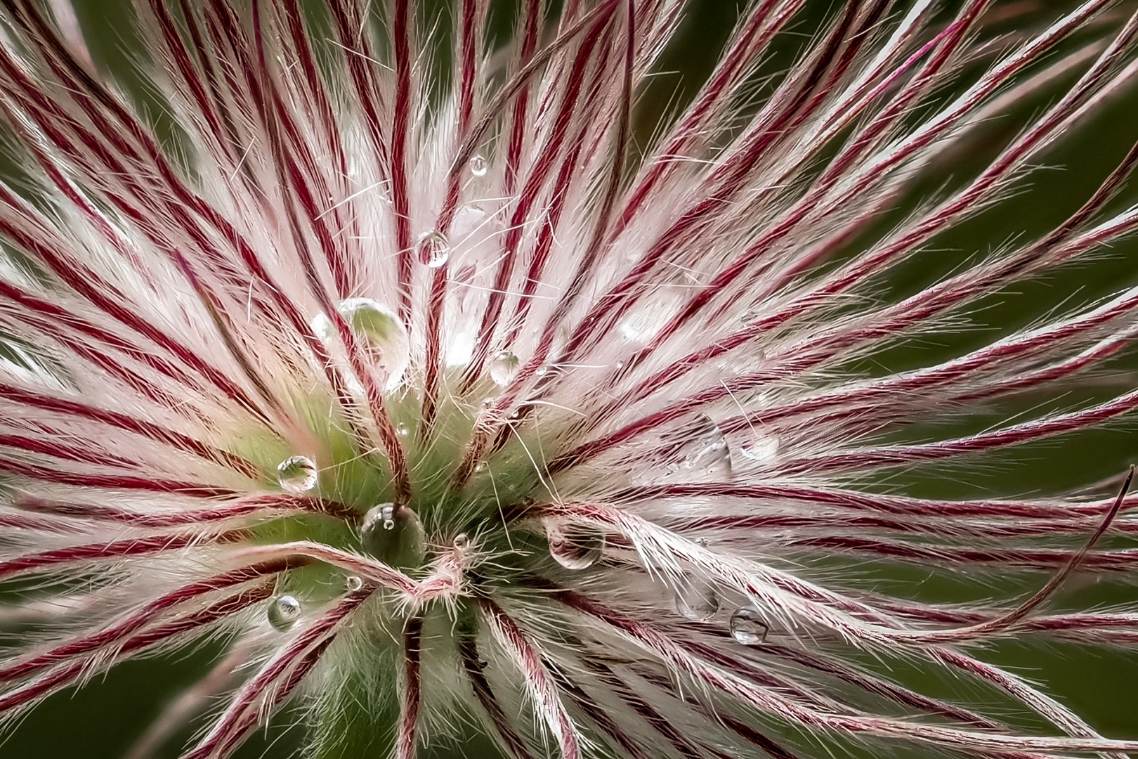 Tropfenfänger (pulsatilla - Küchenschelle)