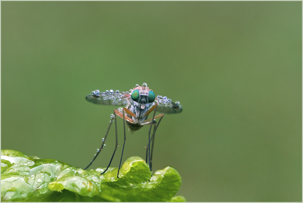 Tropfenfliege von Silvia Wiese