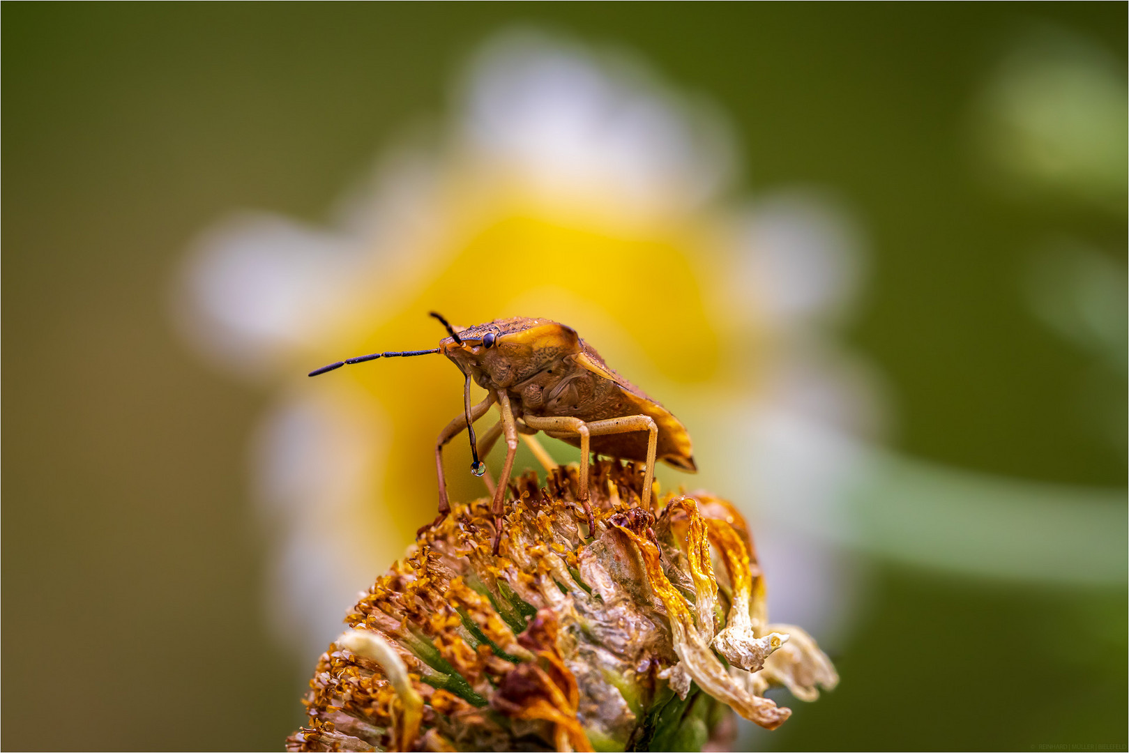 Tropfenfotografie