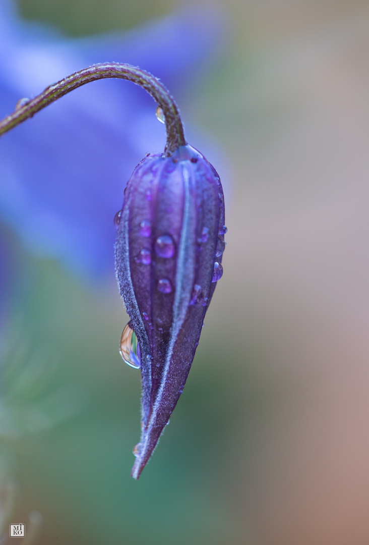 Tropfenspiegelung Clematis