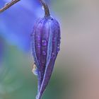 Tropfenspiegelung Clematis