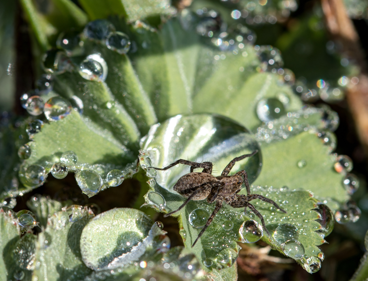 Tropfenspinne