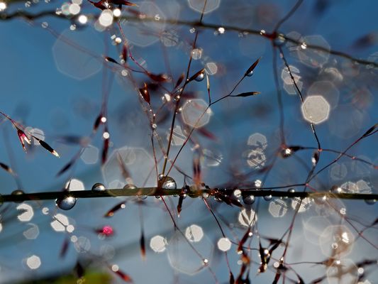 Tropfensymphonie für den ersten SONNtag in der Adventszeit...