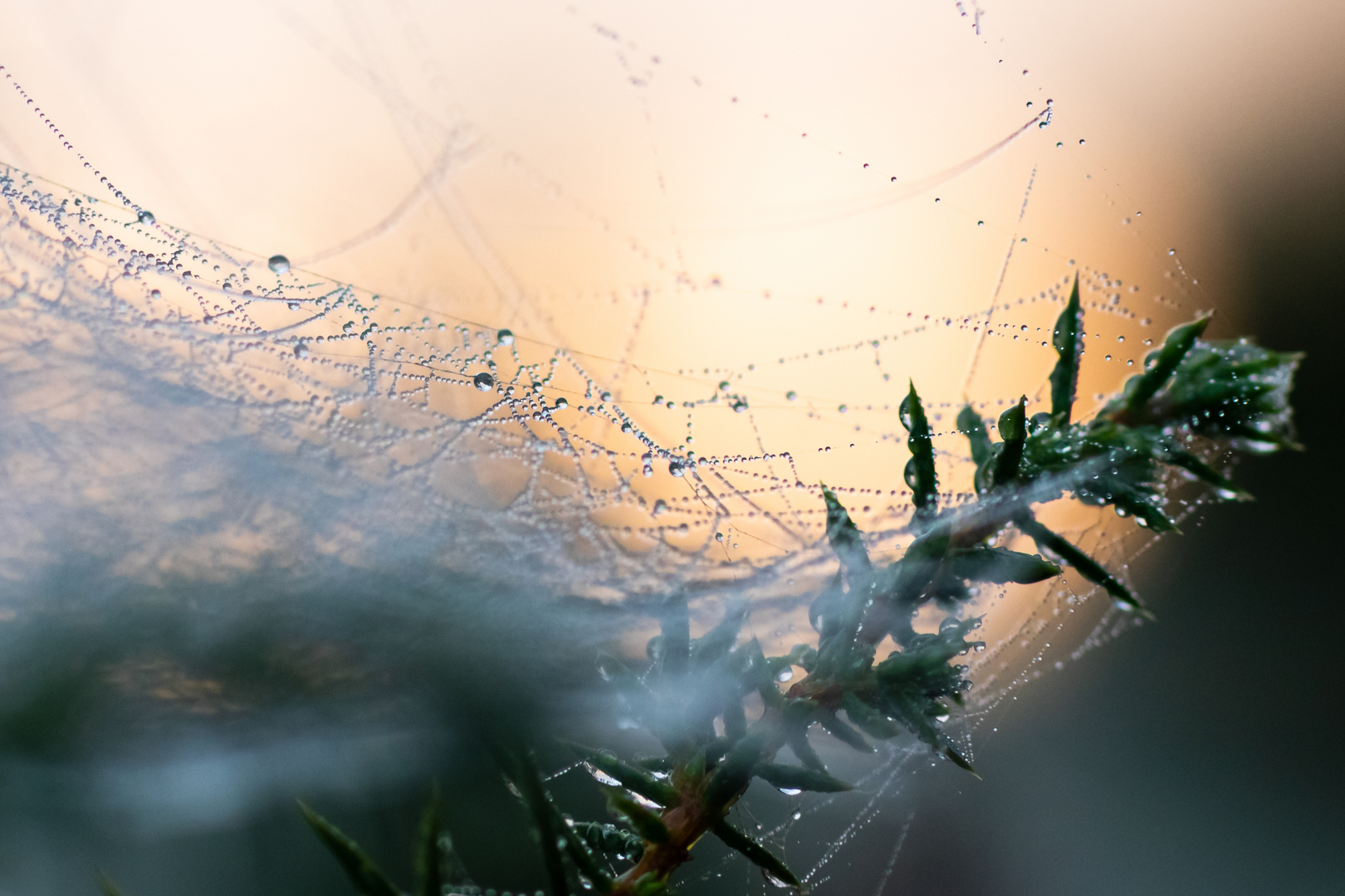 Tropfentanz im Spinnennetz