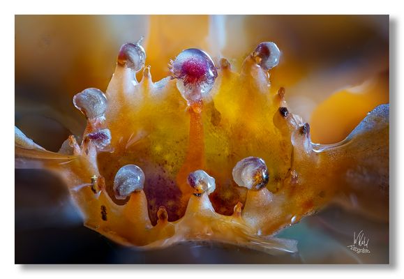 Tropfen_und_Blüten_2025-10-06-001