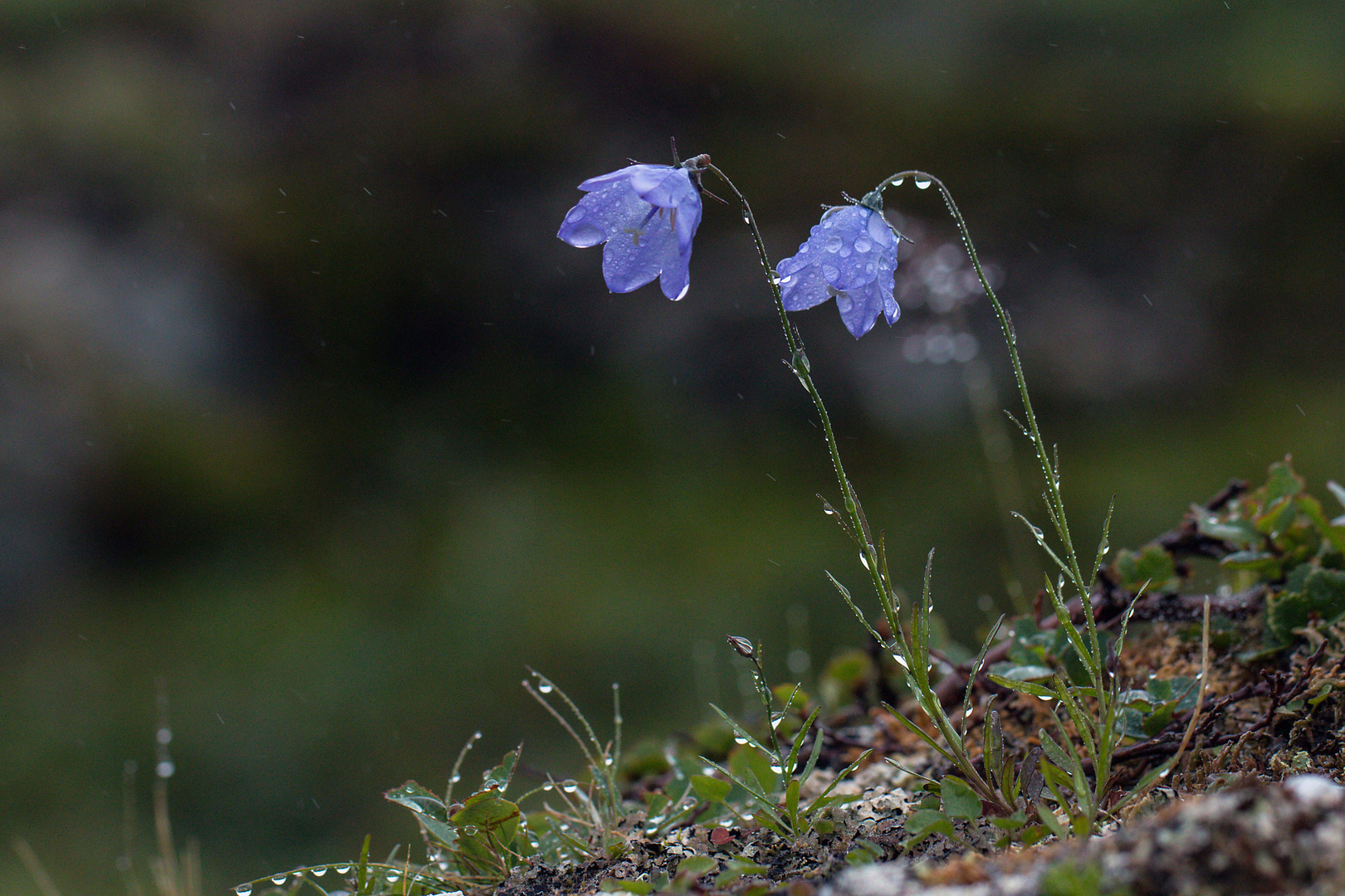 Tropfenverzierte Glockenblumen