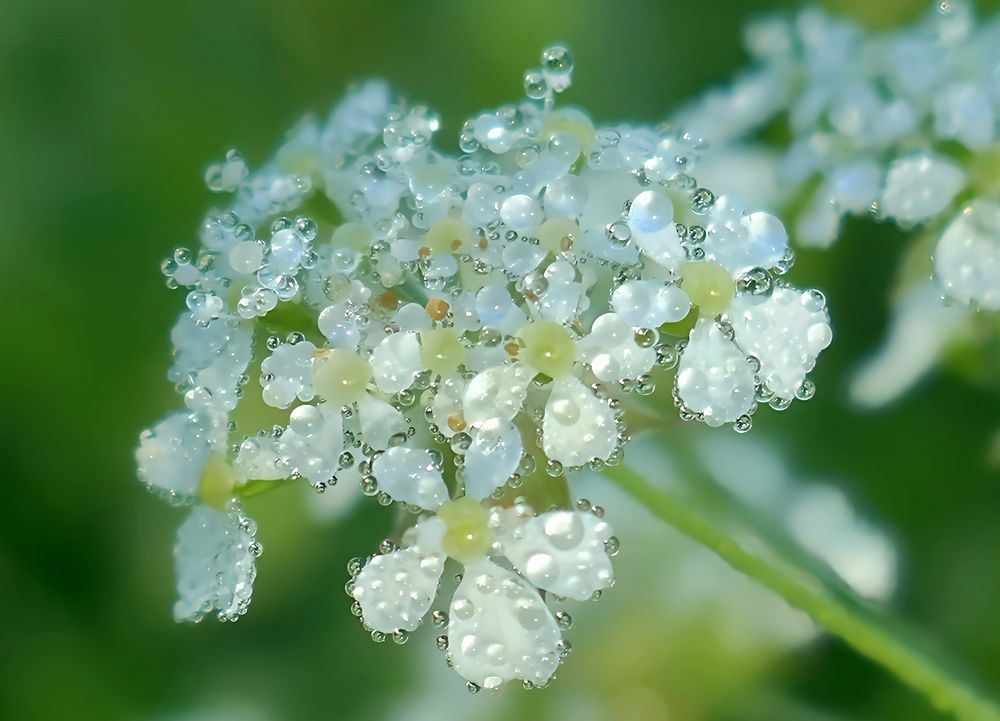 Tropfenwelt am Morgen