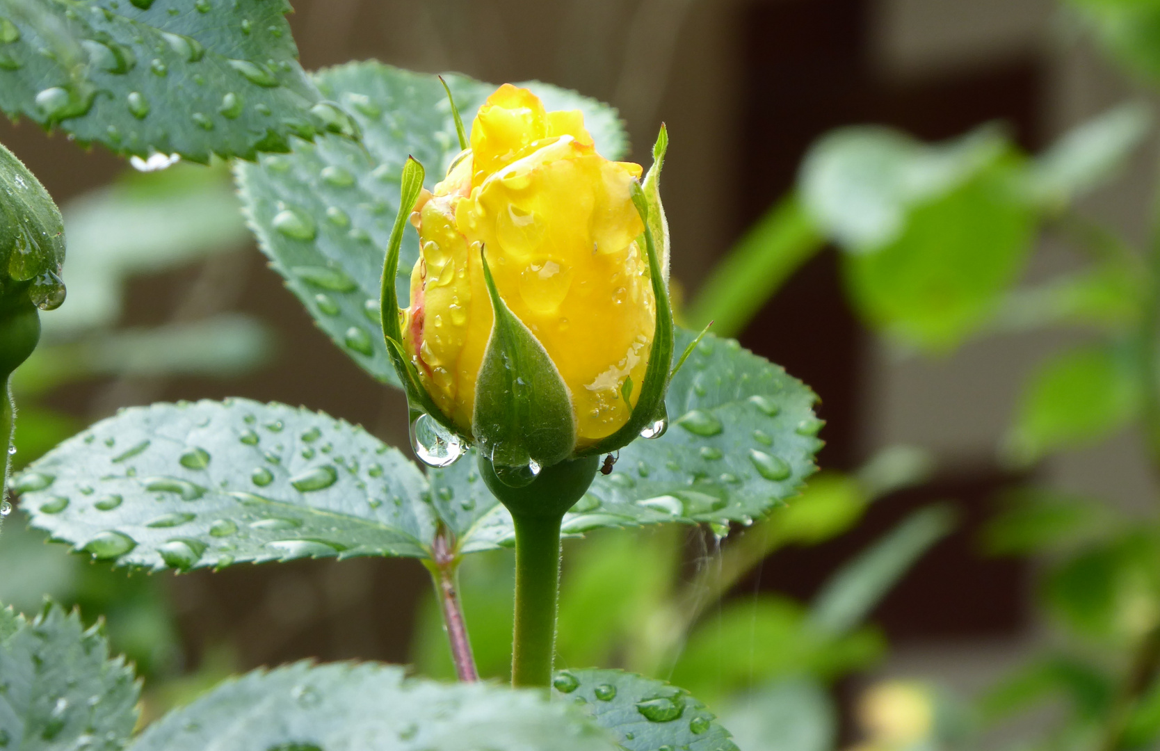 Tropfnasse Blüte