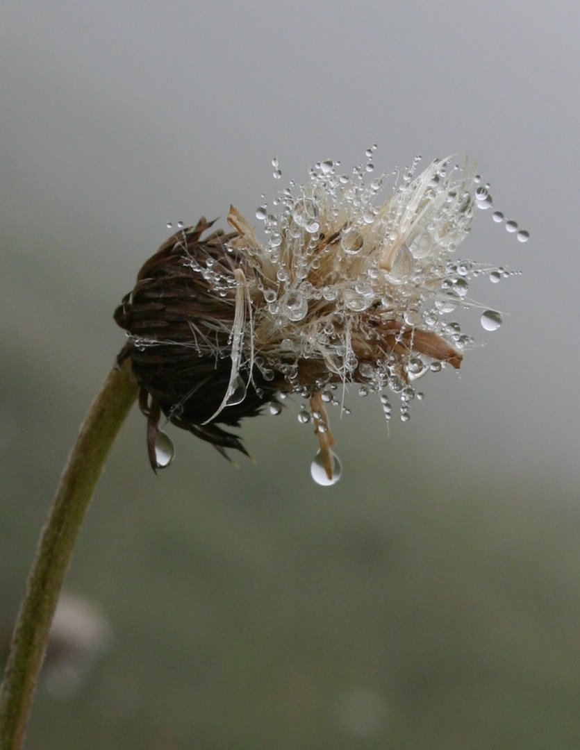 Tropfnasse Pflanze im Nebel