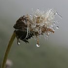 Tropfnasse Pflanze im Nebel