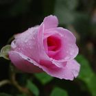 tropfnasse Rose