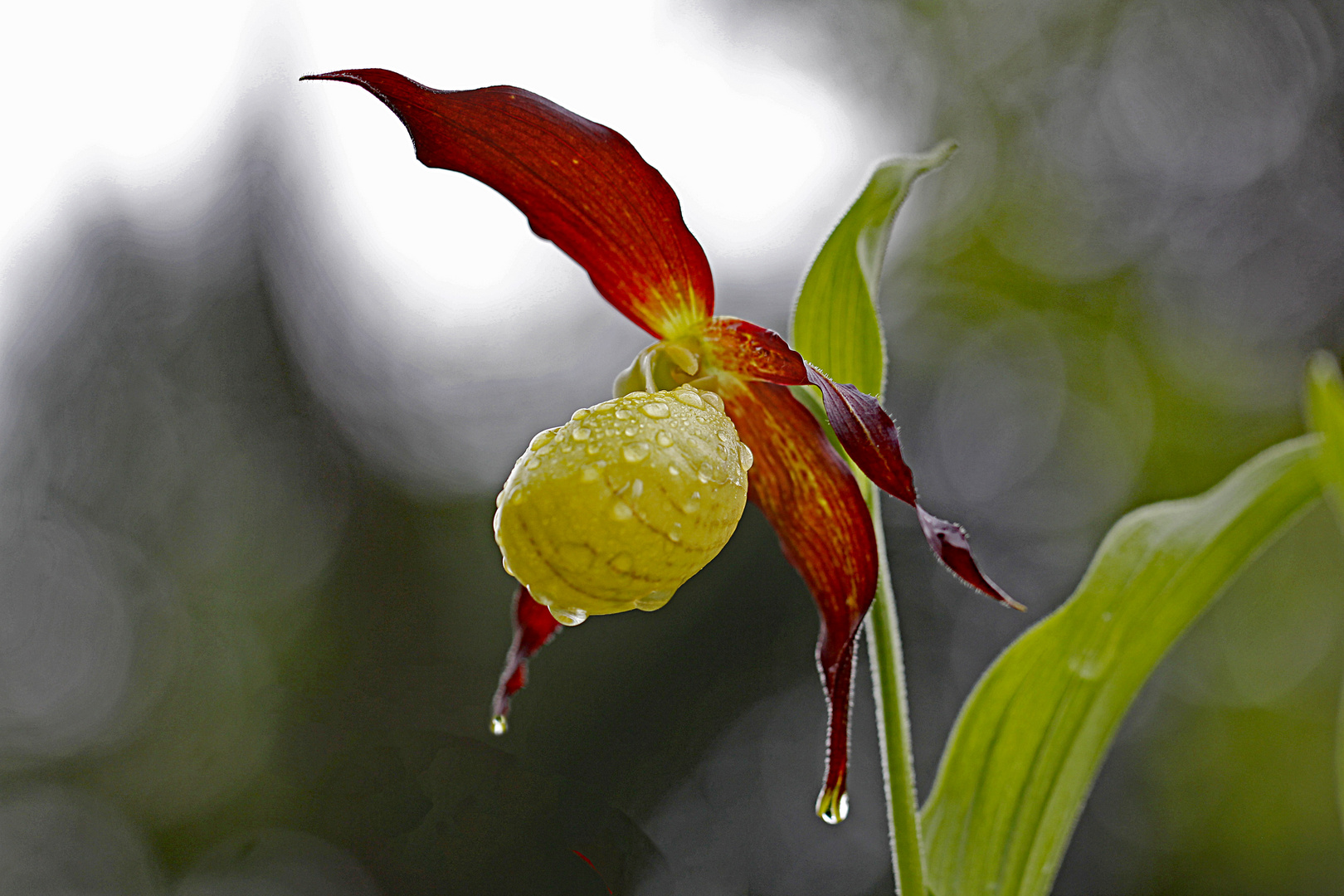 Tropfnasser Frauenschuh (Cypripedium calceolus)