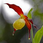 Tropfnasser Frauenschuh (Cypripedium calceolus)