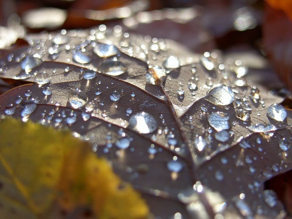 tropfnasses Herbstlaub