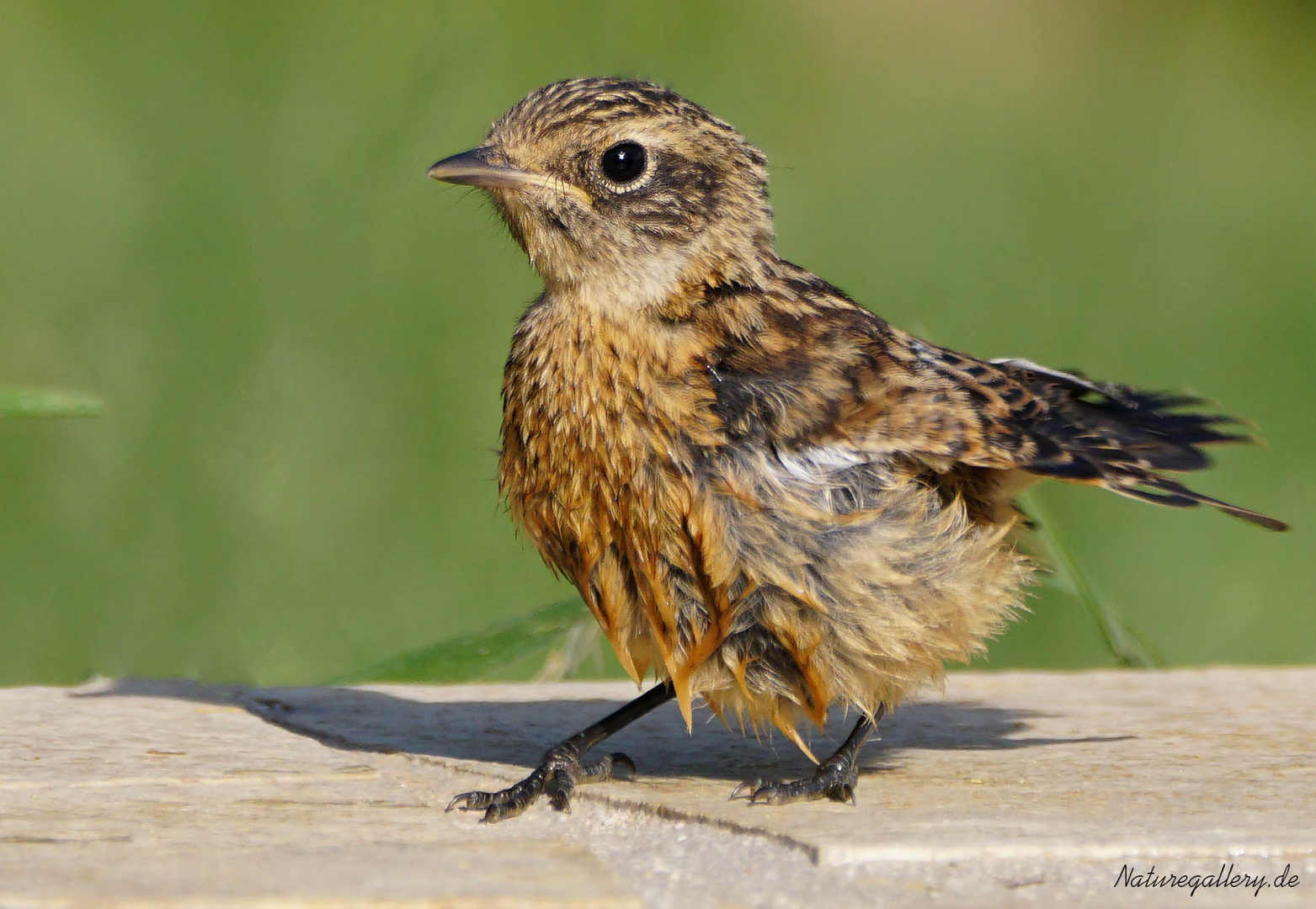 tropfnasses Vogelkind