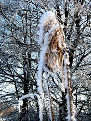 Trophäe aus Schnee