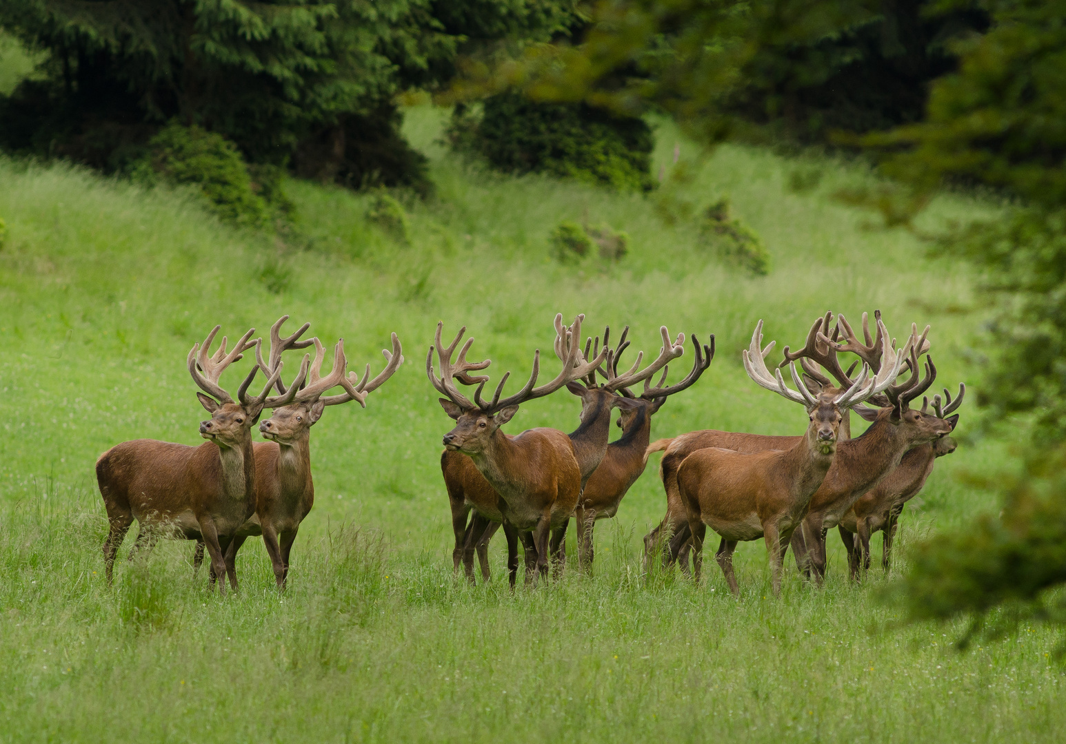 Trophäenschau - Wildlife