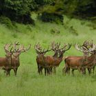 Trophäenschau - Wildlife