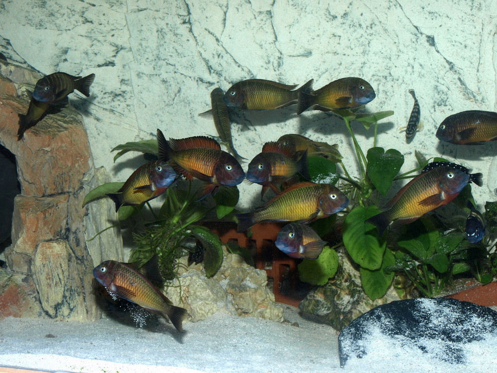 Tropheus Ilangi Gruppe