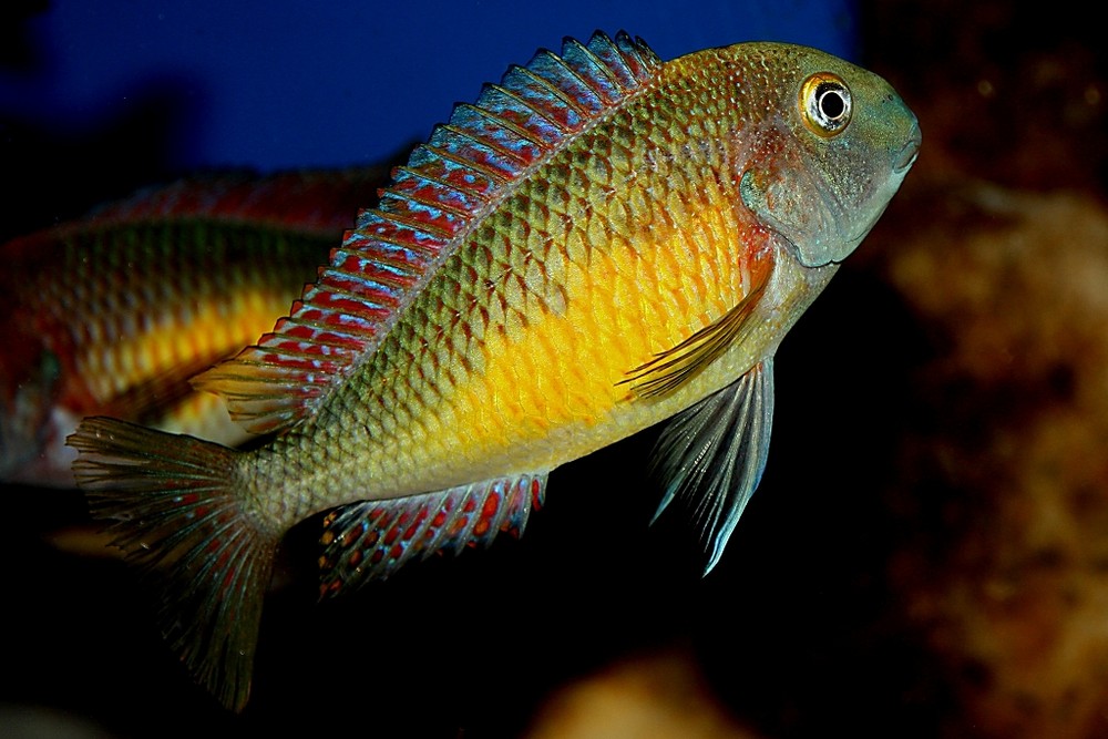 Tropheus Kasanga