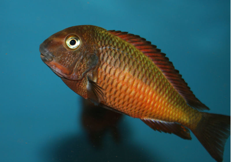 Tropheus Moori Kachese Red