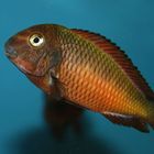 Tropheus Moori Kachese Red