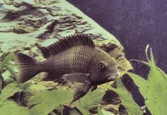 Tropheus moorii – Bemba