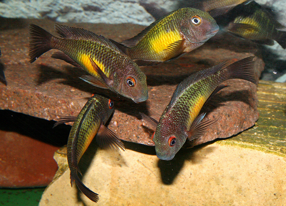 Tropheus moorii 'Kalambo'