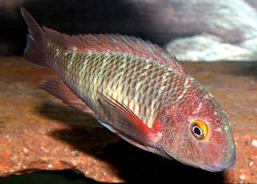 Tropheus moorii 'Lufubu'