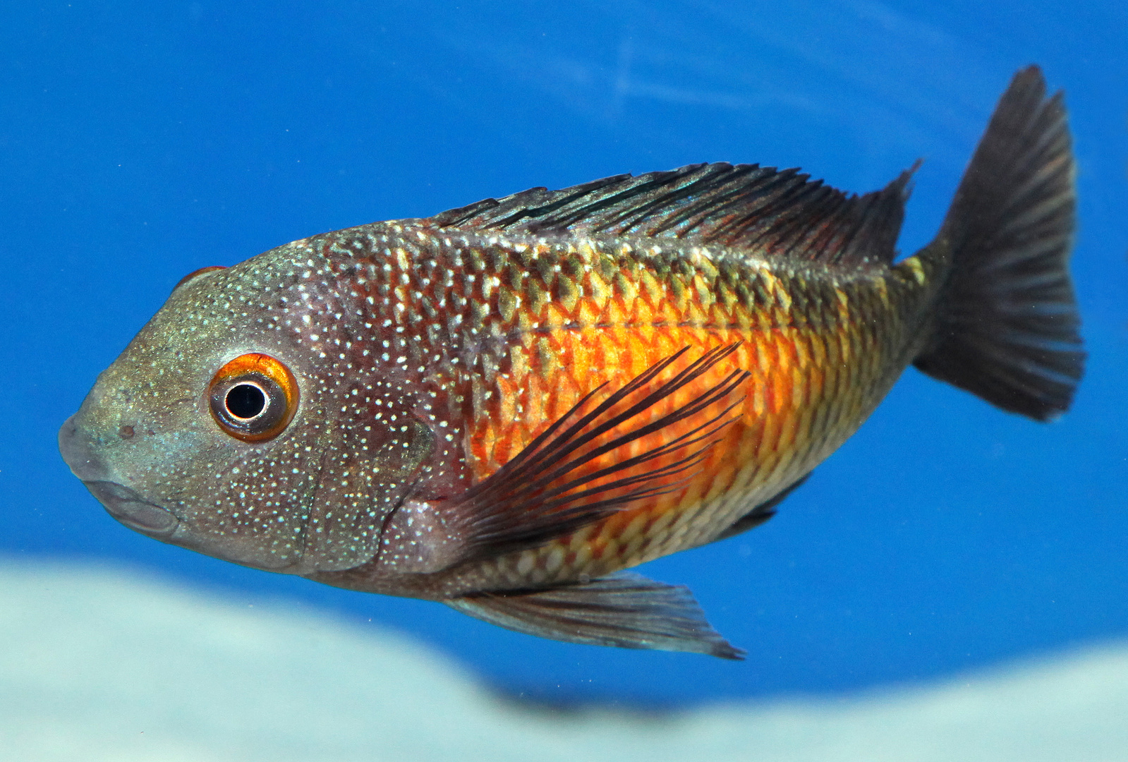 Tropheus moorii Mpulungu