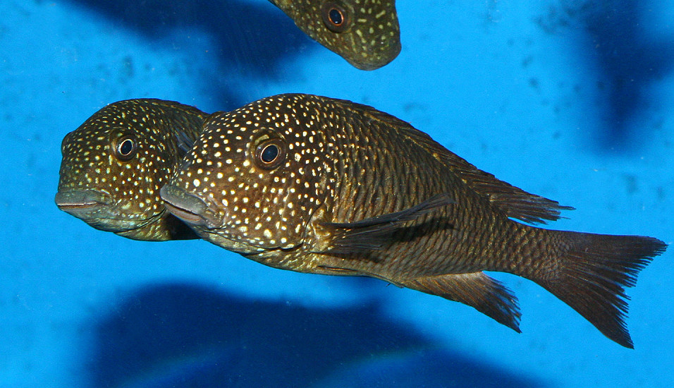 Tropheus moorii 'Murago' Foto & Bild tiere, haustiere, aquaristik