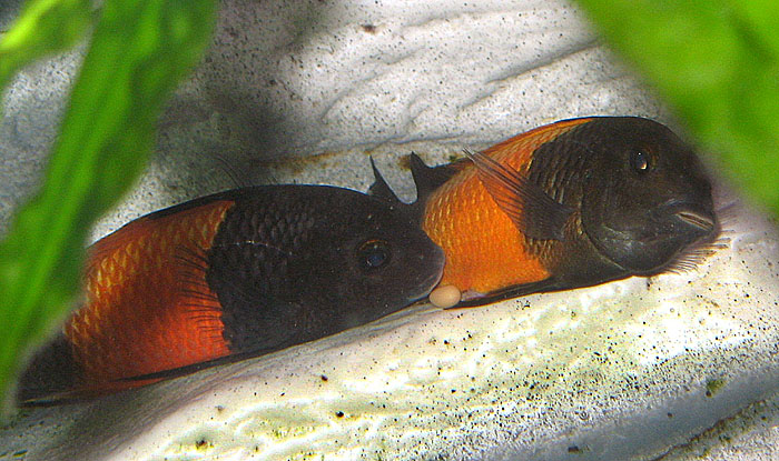 Tropheus spec. Bemba Eiablage