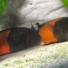 Tropheus spec. Bemba Eiablage