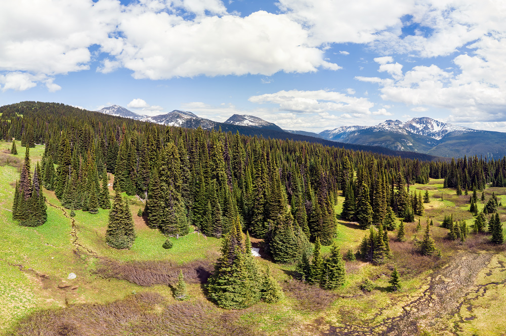 Trophy Mountain Flower Meadows