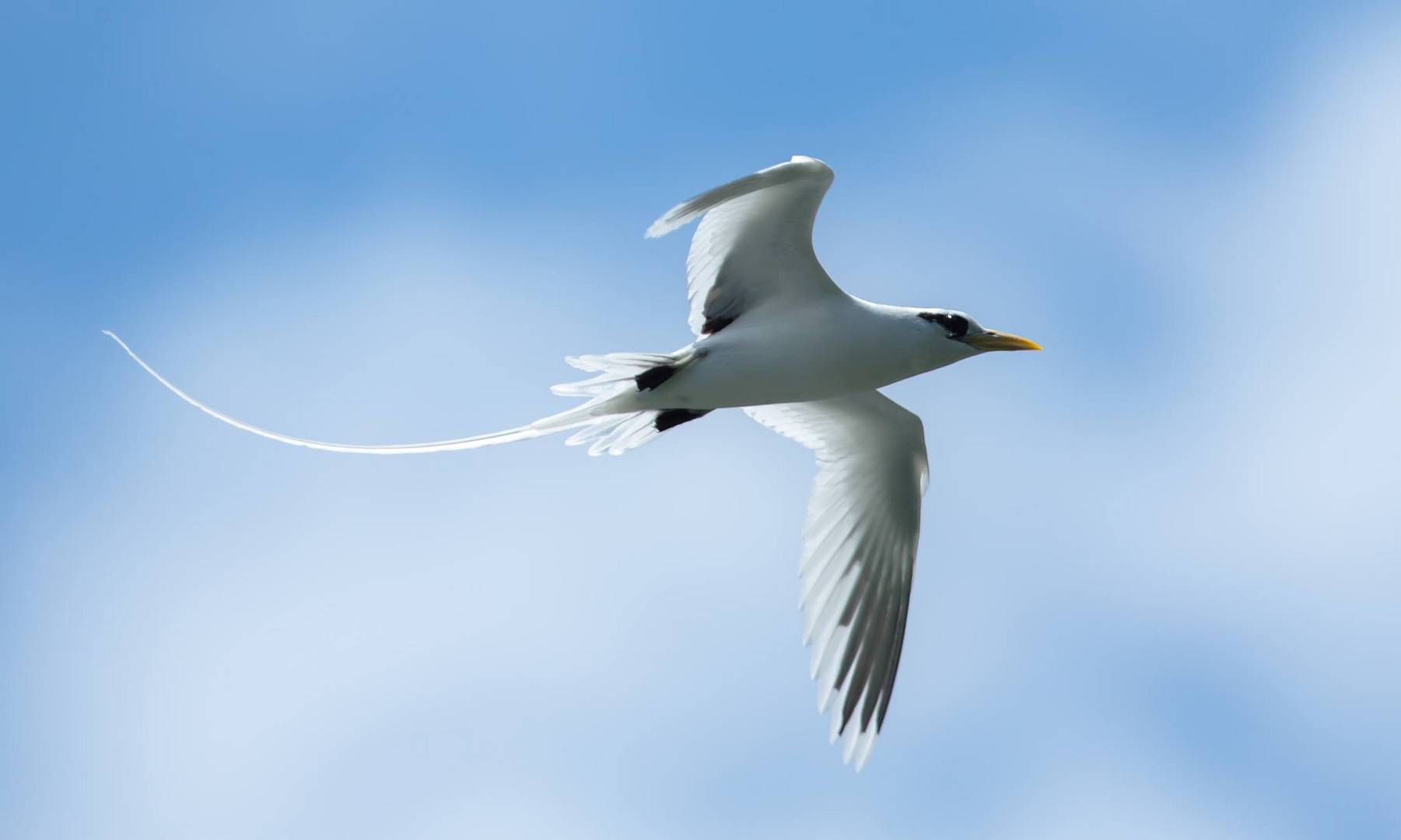 Tropic Bird