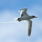 Tropic Bird