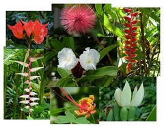 ...Tropic Flowers...