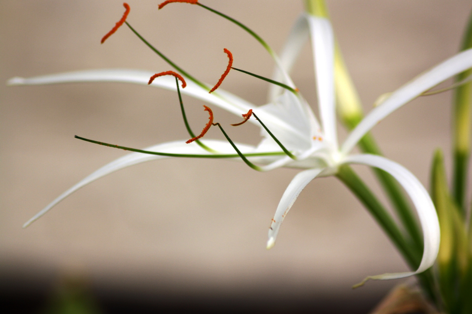 tropical beach flower