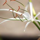 tropical beach flower