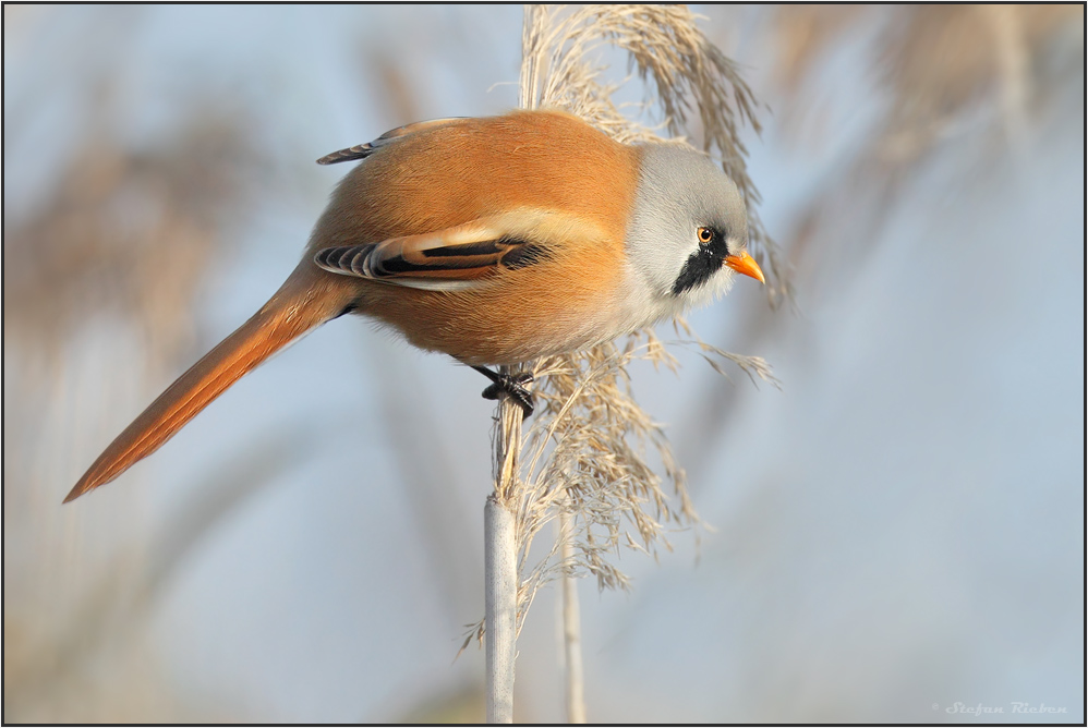 "Tropical bird"